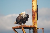 Close up photograph of a bald eagle perching on the platform of a rusty navigation marker.