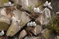 Photograph of four groups of kittiwakes standing on rock ledges, one pair have a fluffy chick.