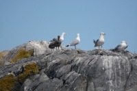 Photograph of three adult herring gulls and two dark brown chicks standing on a rock with blue sky behind them.