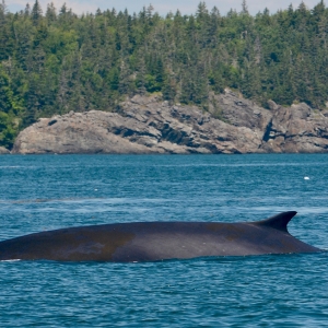 Fin back whale surfacing in front of rocky shore.