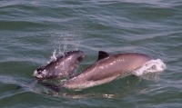 Photograph of a mother and calf porpoise swimming at the sea surface.