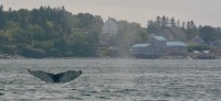 Photograph of a tail of a humpback whale, seen at the sea surface in front of Eastport, showing the white markings on its underside.