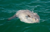 Photograph of ocean sunfish at the sea surface