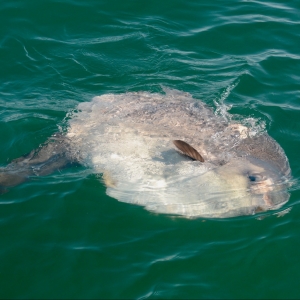Photograph of ocean sunfish at the sea surface