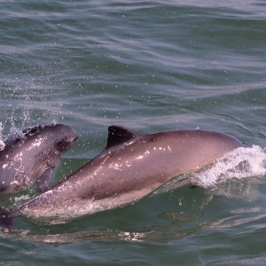 Photograph of mother and calf porpoise swimming at sea surface