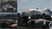 Series of photographs taken over three years showing a harbour seal with a recovering shark bite.