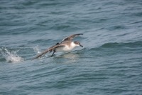 Photo d’un puffin majeur battant des ailes pour s’envoler de la surface de la mer.