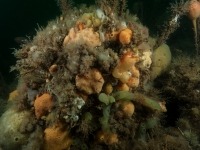 Photo sous-marine d’un rocher recouvert de denses populations animales.