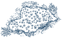 Line drawing of Hymedesmia sponge