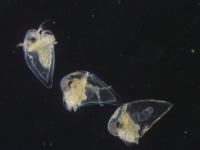 Trois puces d’eau Nordman sous le microscope