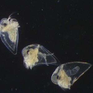 Three nordman's water fleas seen down the microscope