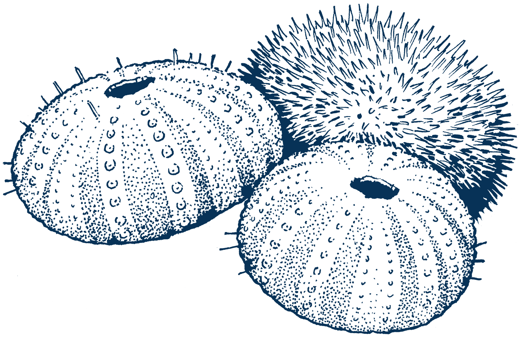 Green’s Point Dive Deeper