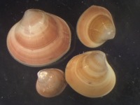 Photograph of group of four small ocean quahogs seen down the microscope.