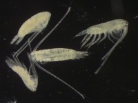 Photograph of group of calanoid copepods viewed down a microscope