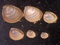 Group of six dolphin-toothed nut clams seen down the microscope
