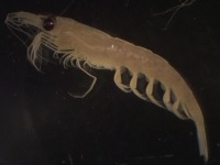 Photo du côté d’un krill atlantique sous le microscope