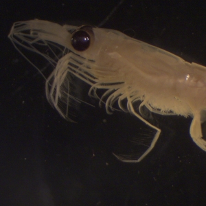 Photograph of side view of nordic krill viewed down a microscope