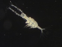 Photograph of monstrilloid copepod viewed down a microscope