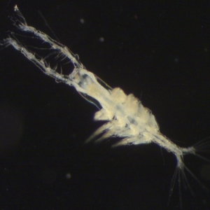 Photograph of monstrilloid copepod viewed down a microscope