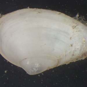 Photograph of soft-shell clam seen down the microscope