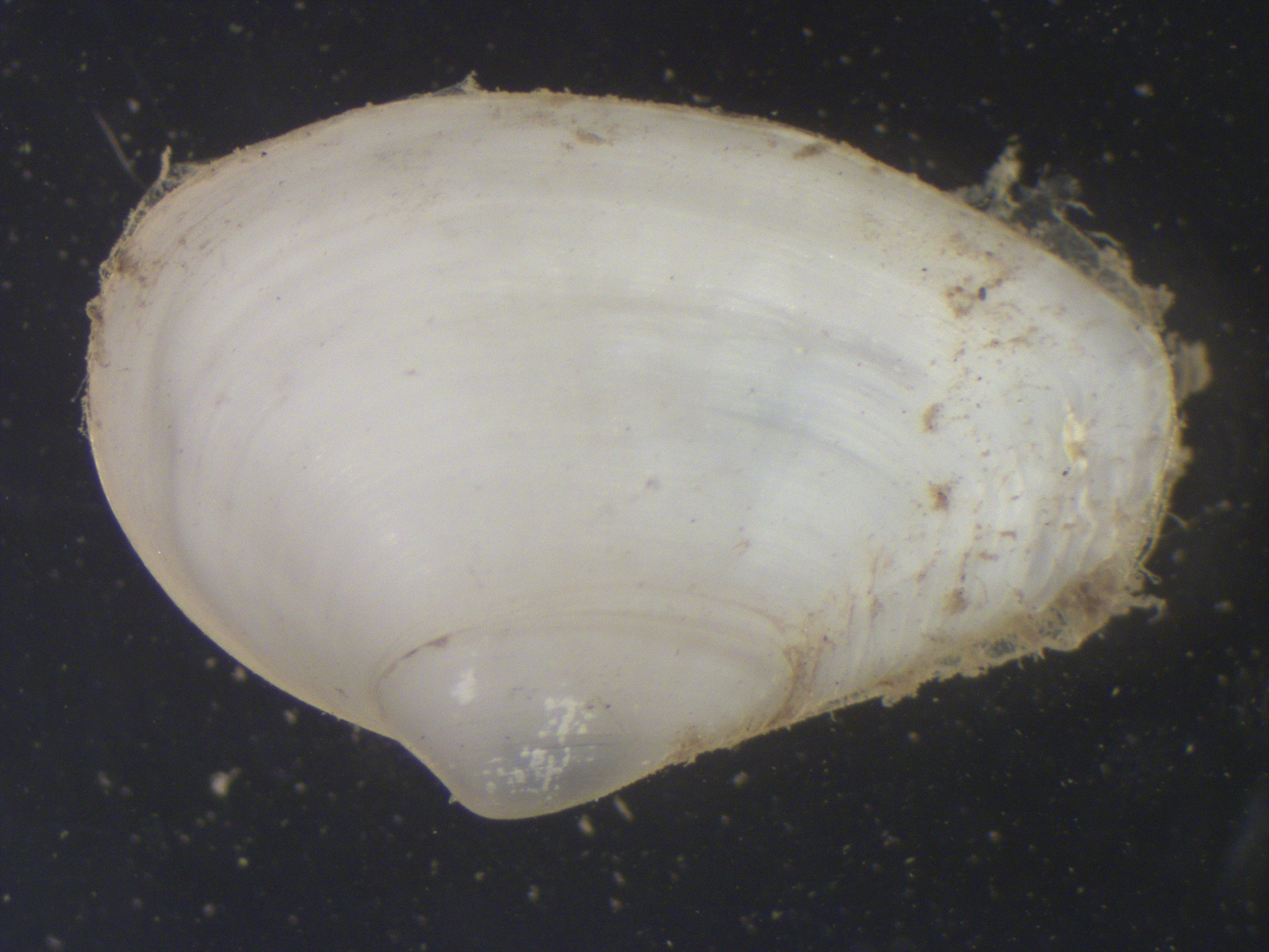 Clam Softshell Soft-Shell Clam | Dive Deeper