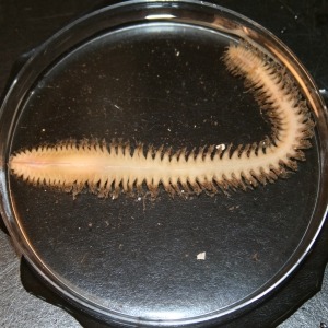 Photograph of catworm viewed down a microscope
