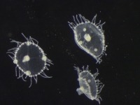 Photo de trois méduses d’hydroïdes obélie sous le microscope