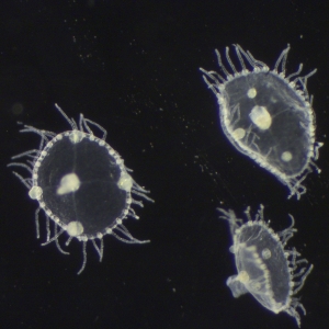 Photograph of three Obelia medusae seen down the microscope
