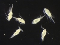 Photo de six copépodes Oithona similis sous le microscope