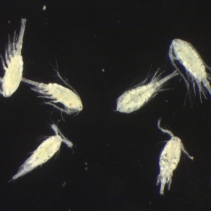 Photograph of six Oithona similis copepods seen down the microscope