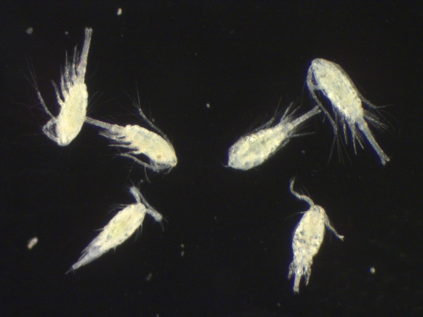 Cyclopoid Copepod | Dive Deeper