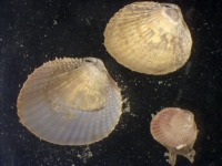 Photograph of group of three tiny cockles seen down the microscope
