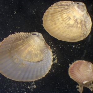 Photograph of group of three tiny cockles seen down the microscope