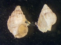 Photograph of threeline mud snail seen down the microscope