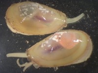 Photo de deux yoldias courts sous le microscope