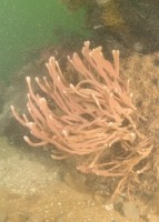 Photo sous-marine d’une grande éponge chaline oculée