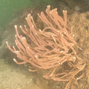 Underwater photograph of large mermaid's glove sponge