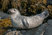 Photograph of harbour seal hauled out on a rock