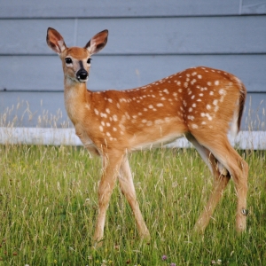 Photograph of white-tailed deer standing in tall grass