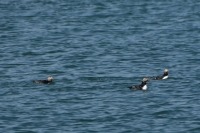 Photograph of three Atlantic puffins floating on the sea surface.