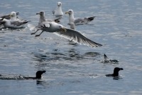 Photograph of a group of seabirds on the sea surface, one herring gull is swooping in to land.