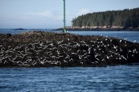 Photograph of a flock of Bonaparte’s gulls taking off from a seaweed covered rock.