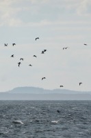 Photograph of a group of gannets flying over a choppy sea, one is diving towards the sea surface.
