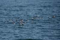 Photograph of a flock of red-necked phalaropes flying close to the sea surface.