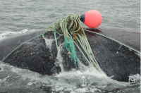 Close up photograph of the back of a right whale with green rope and an orange buoy wrapped around it.