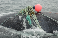 Photo gros plan d’un dos de baleine franche emmêlée dans une corde verte et une bouée orangée .