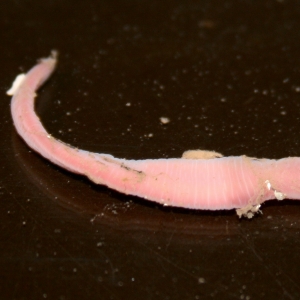 Close up photograph of pink ribbon worm on a black background