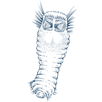 Line drawing of mud owl worm