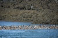 Un vol d’eiders sur la surface d’une mer calme devant un rivage rocheux recouvert d’algues.