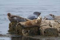 Photo de phoques gris et communs se reposant sur le rocher Black Rock.